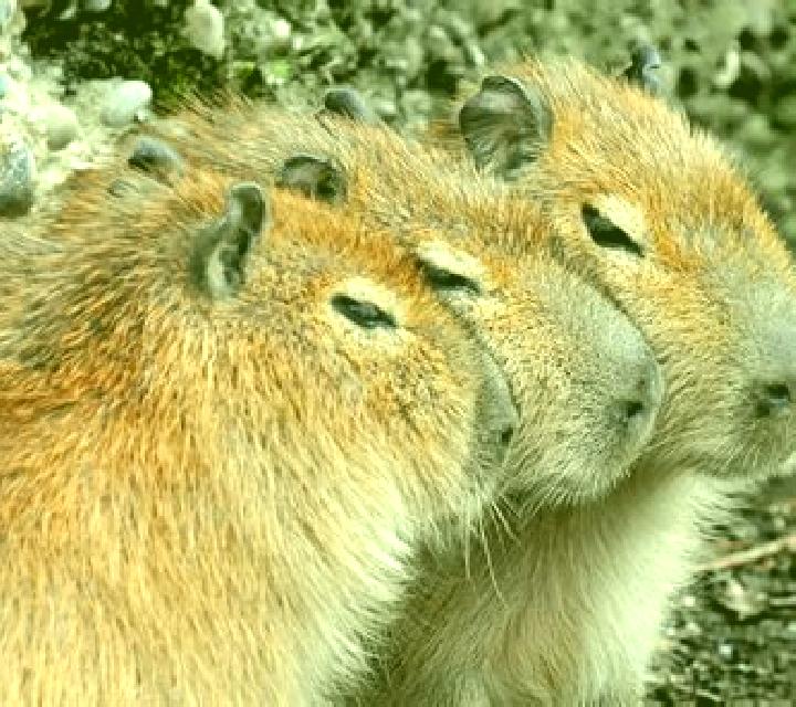 3 Capybaras slot game