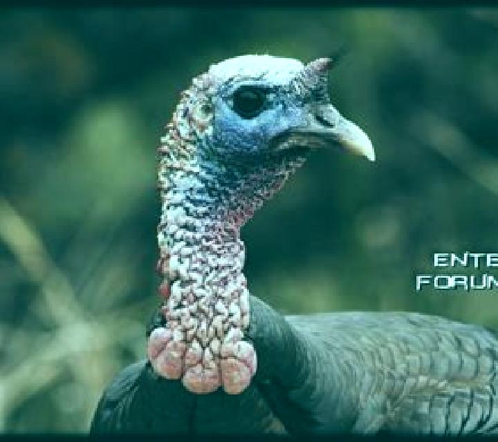 40 Wild Gobbler online slot