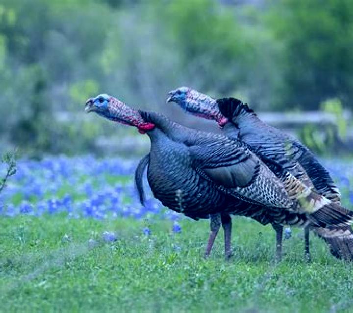 40 Wild Gobbler slot game