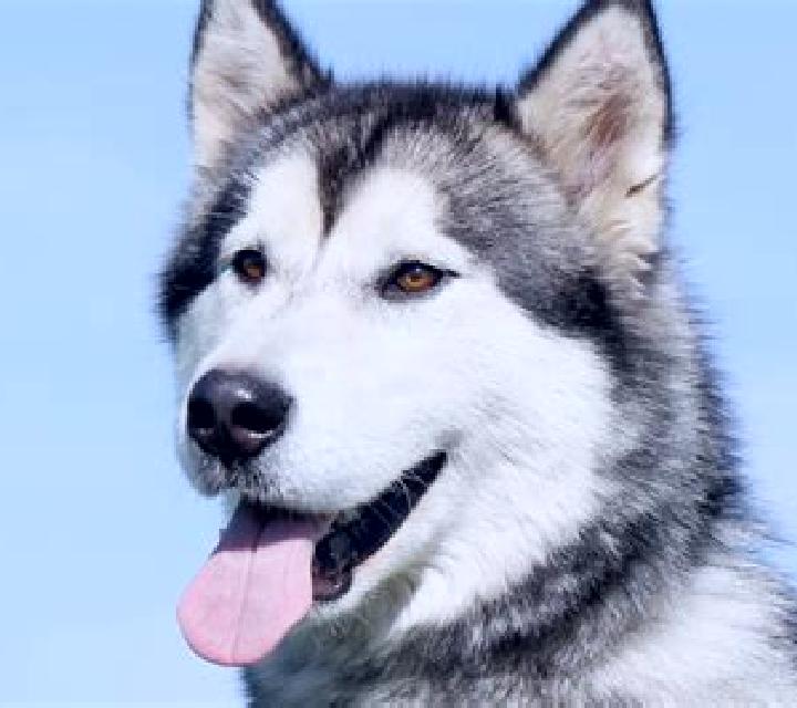 Alaskan Husky online slot