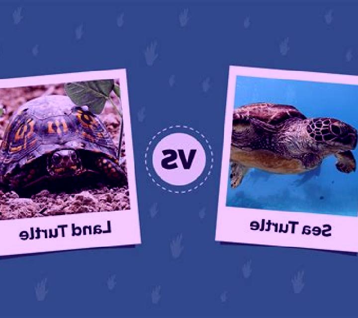 Alien Sea-Turtles vs Humans slot machine