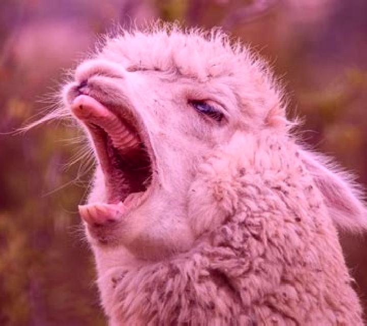 Alpaca Spit slot