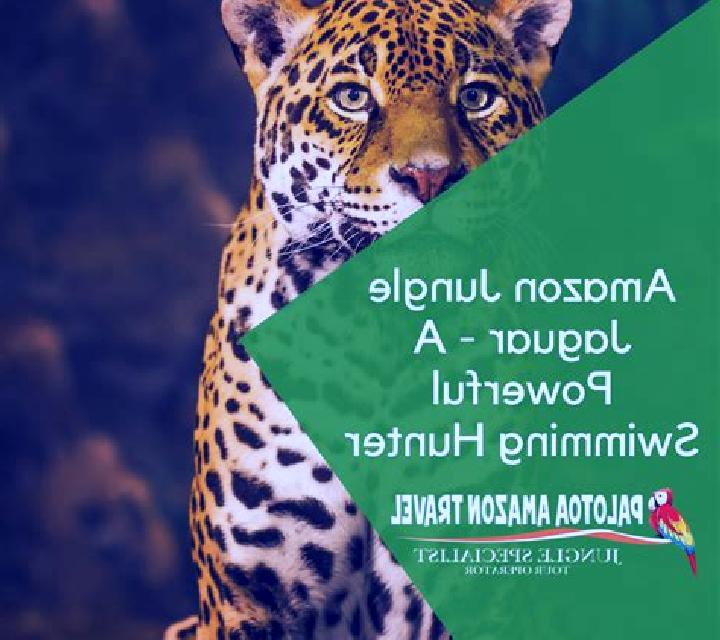 Amazon Jungle online slot