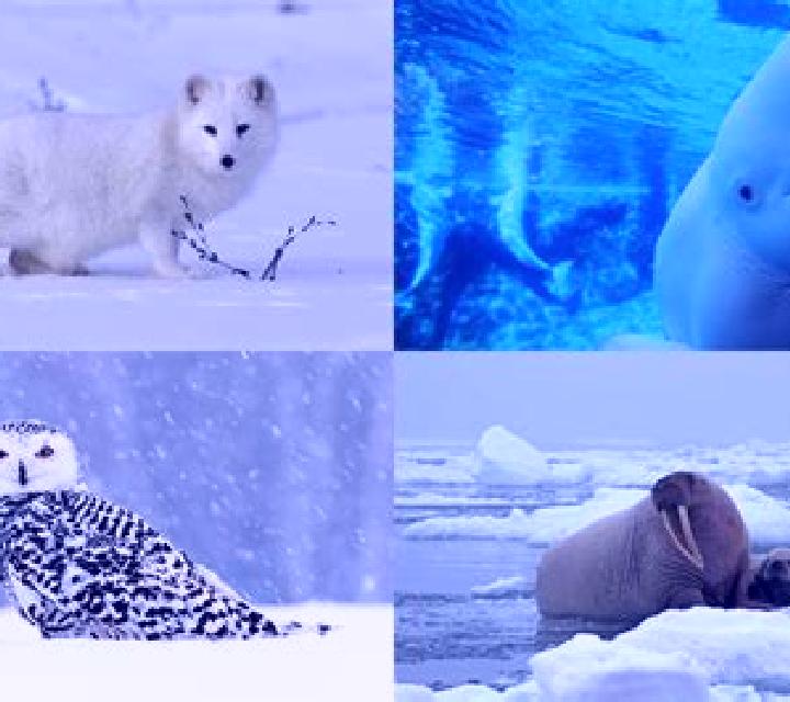 Arctic World online slot