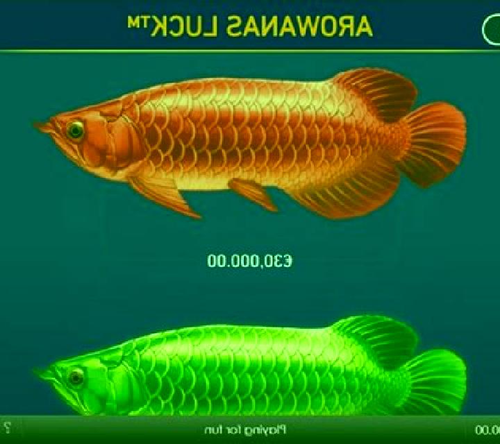 Arowanas Luck online slot