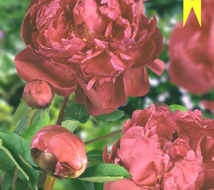 Beautiful Peony online slot