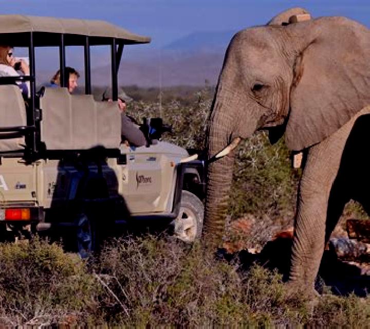 Big Game Safari (MultiSlot) online slot