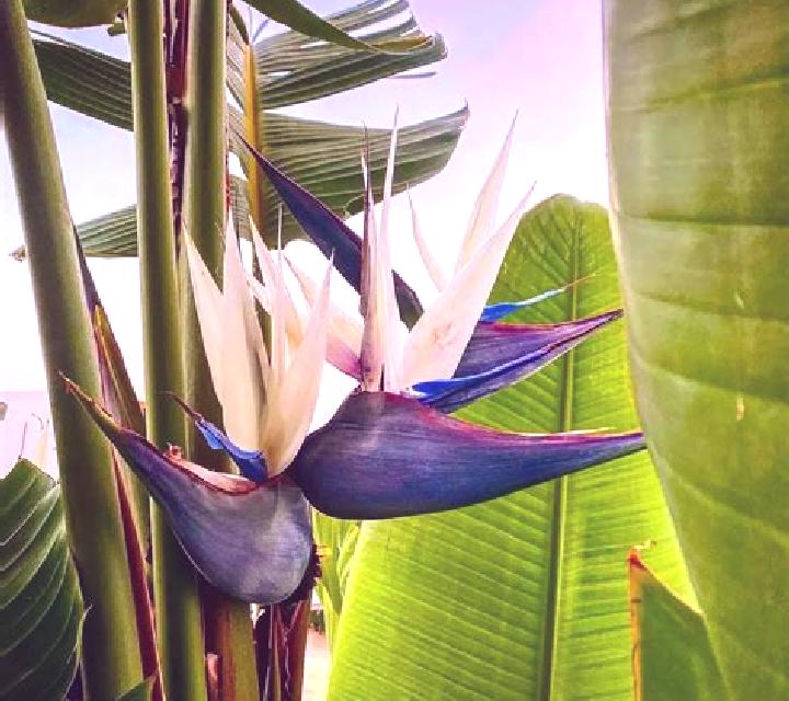 Birds of Paradise (Vela Gaming) online slot
