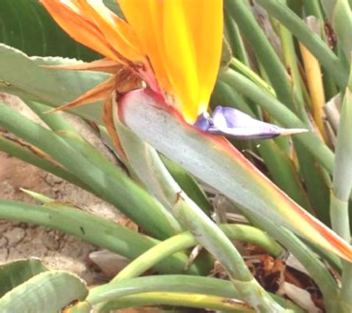 Birds of Paradise (Vela Gaming) slot game