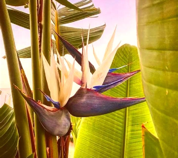 Birds Of Paradise (Wager Gaming) online slot