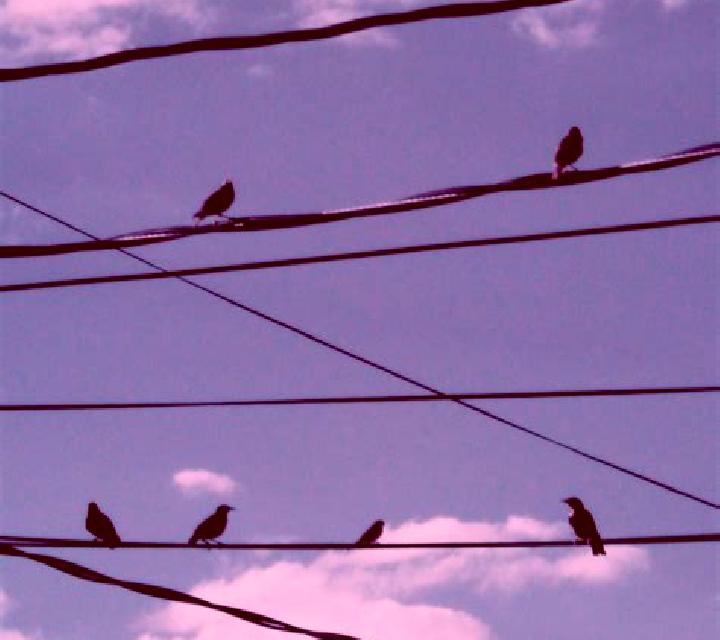 Birds On A Wire slot