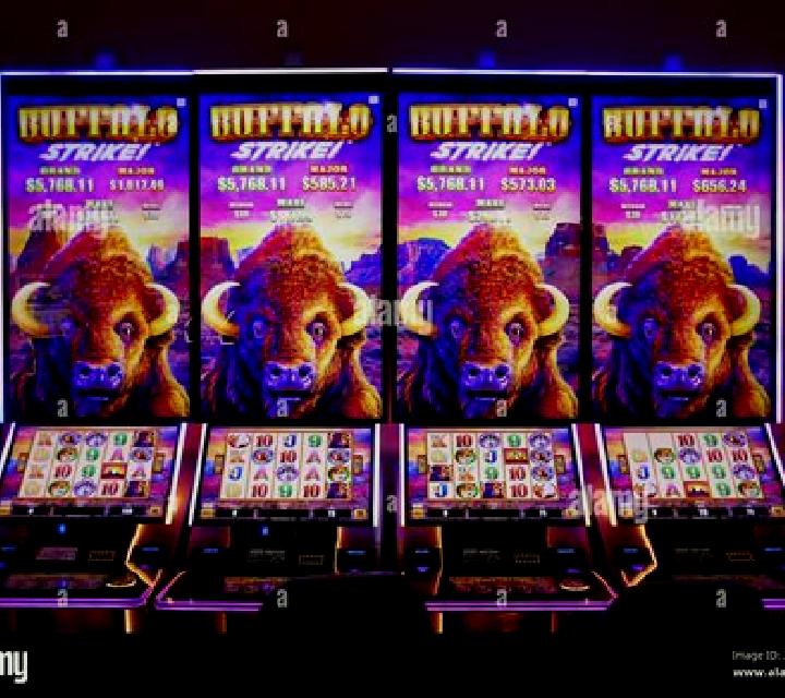Bison vs Buffalo slot machine