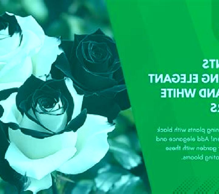 Black and White (GameOS) online slot