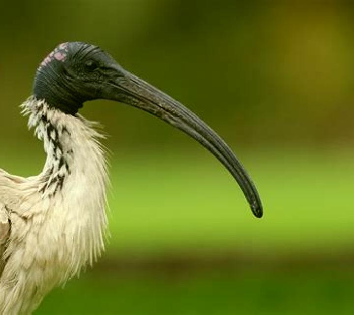 Book of Ibis online slot