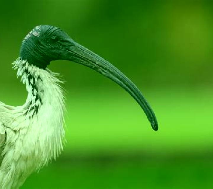 Book of Ibis slot game