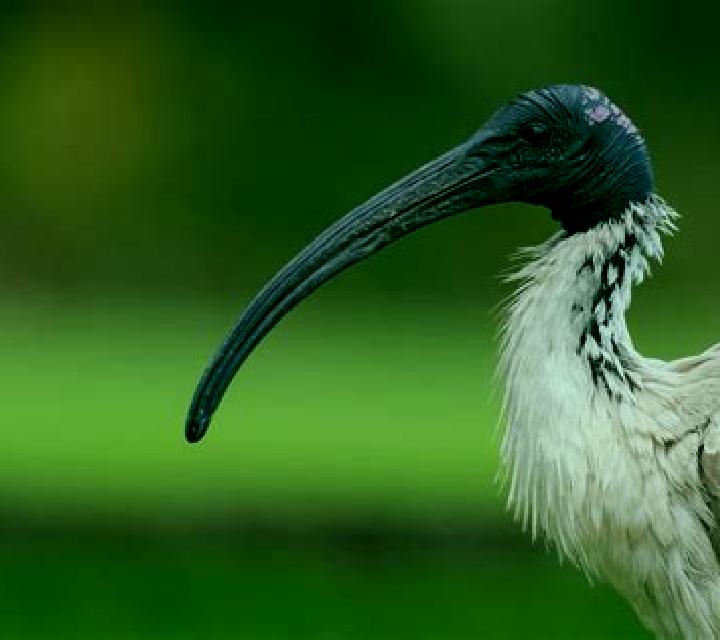 Book of Ibis slot machine