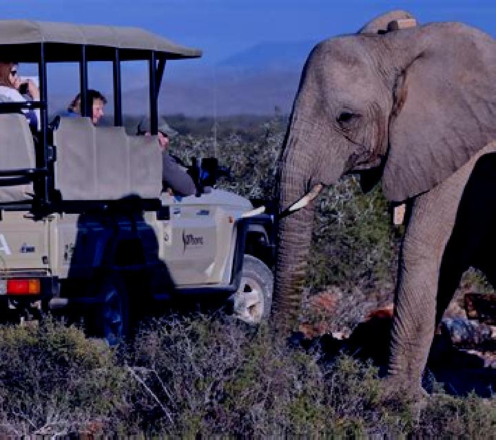 Book of Safari online slot