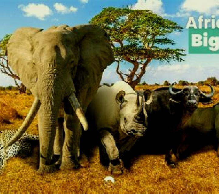 Book of Safari The Big Five online slot