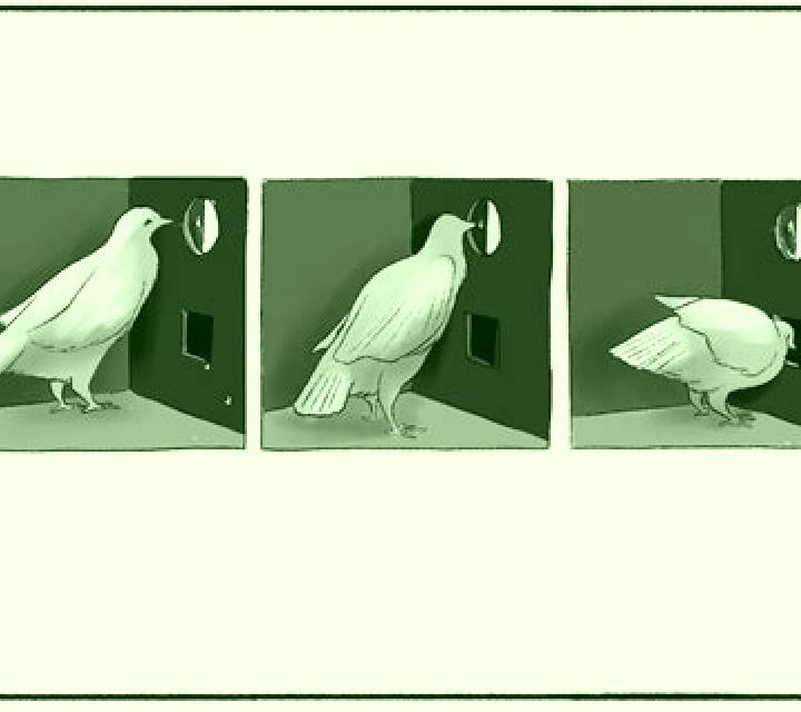 Broadway Pigeon slot game