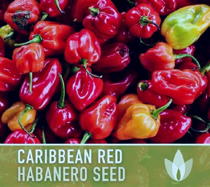 Caribbean Stud (Habanero) slot