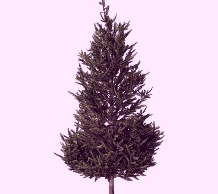 Christmas Tree 2 online slot
