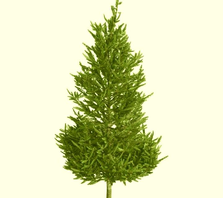 Christmas Tree 2 slot