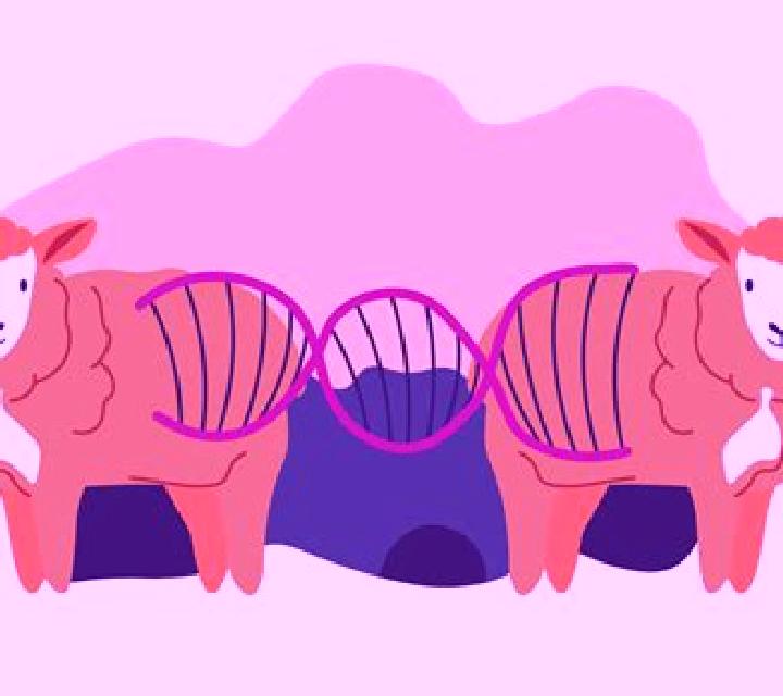 Cloning Sheep slot