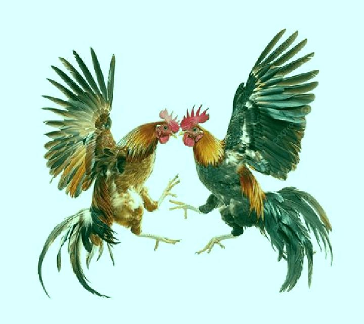Cock Fighting (SV388) slot game