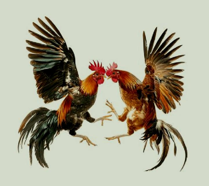 Cock Fighting (SV388) slot