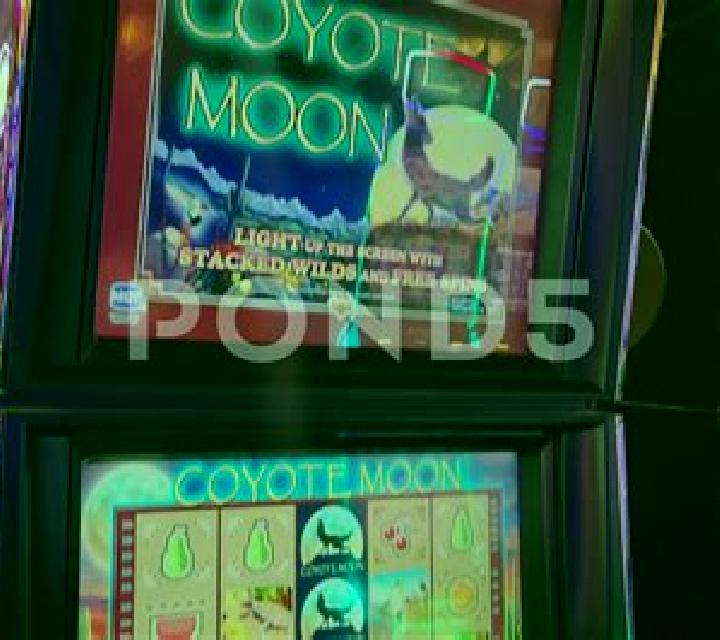 Coyote Dice online slot