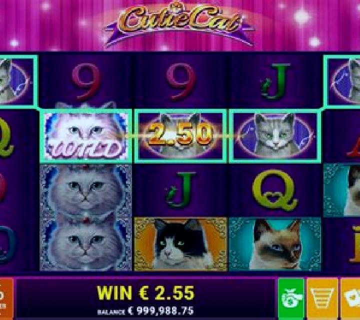 Cutie Cat slot game