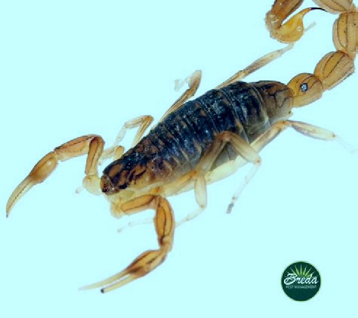 Desert of Scorpions online slot