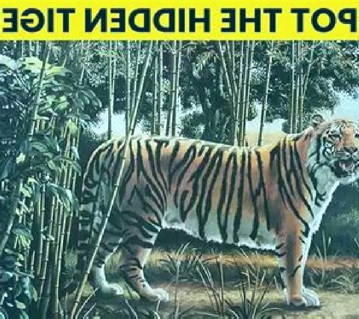 Diego Wild Search for the Hidden Tiger online slot