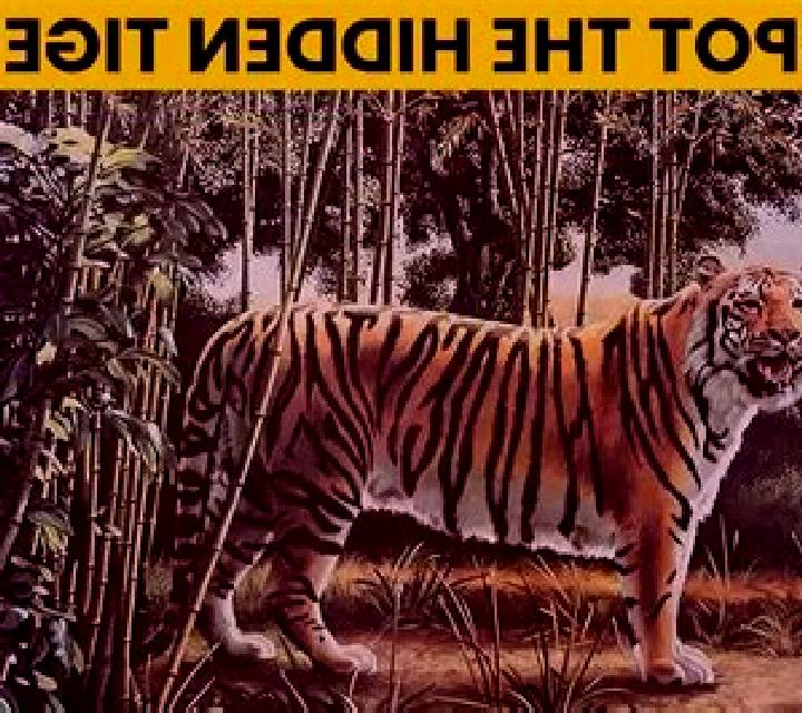 Diego Wild Search for the Hidden Tiger slot game