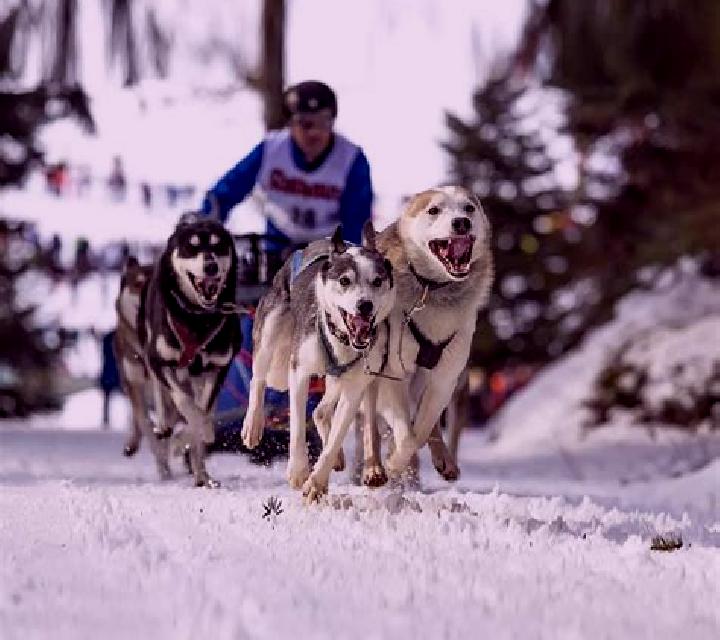 Dog Racing (Elbet) slot
