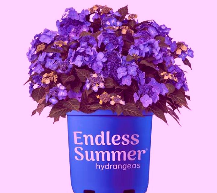 Endless Summer online slot