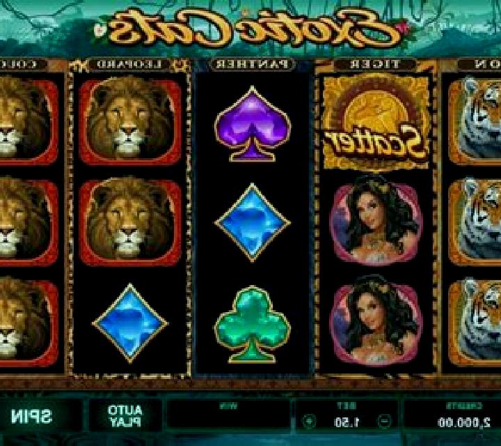 Exotic Cats slot game