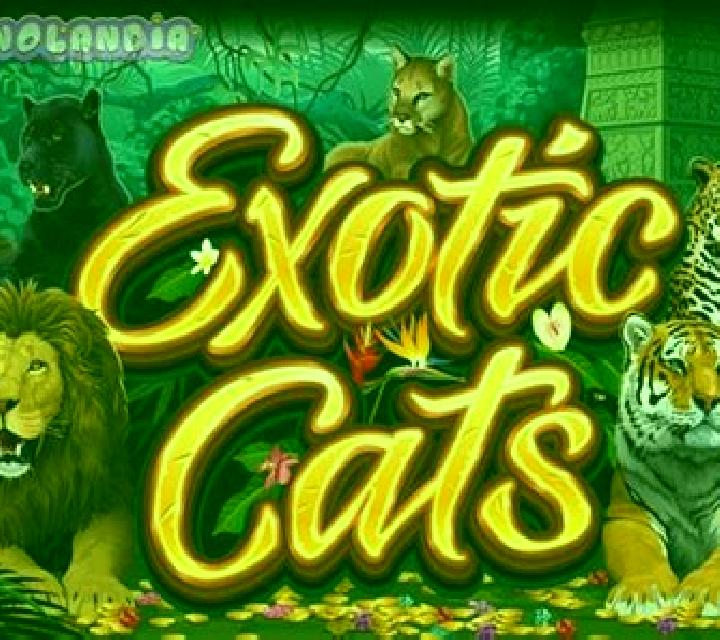 Exotic Cats slot