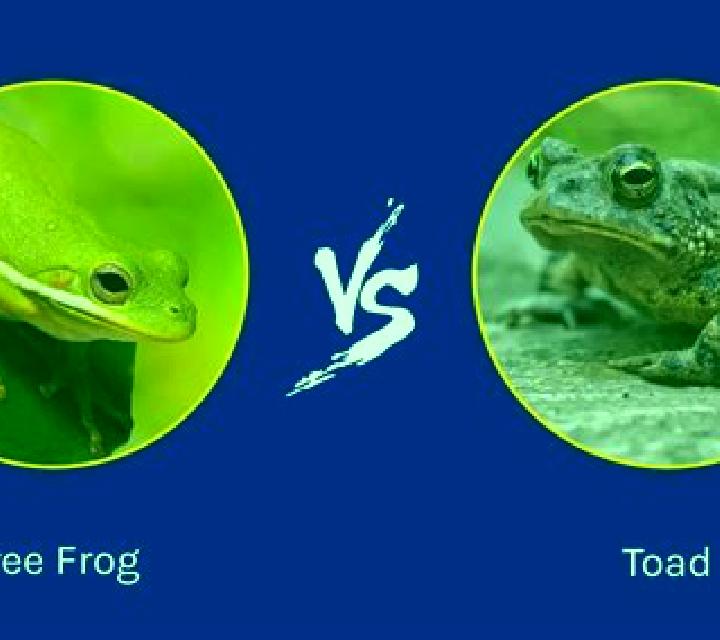 Fire Toad 2 slot