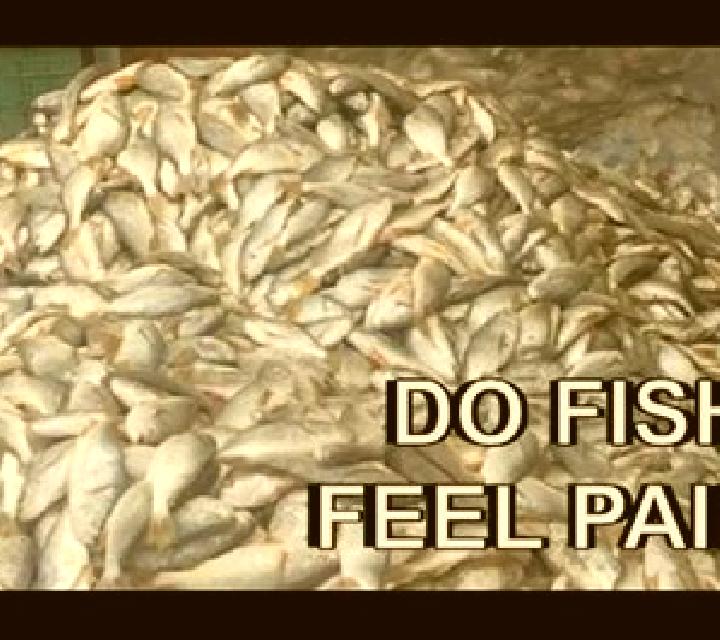 Fish Guts slot machine