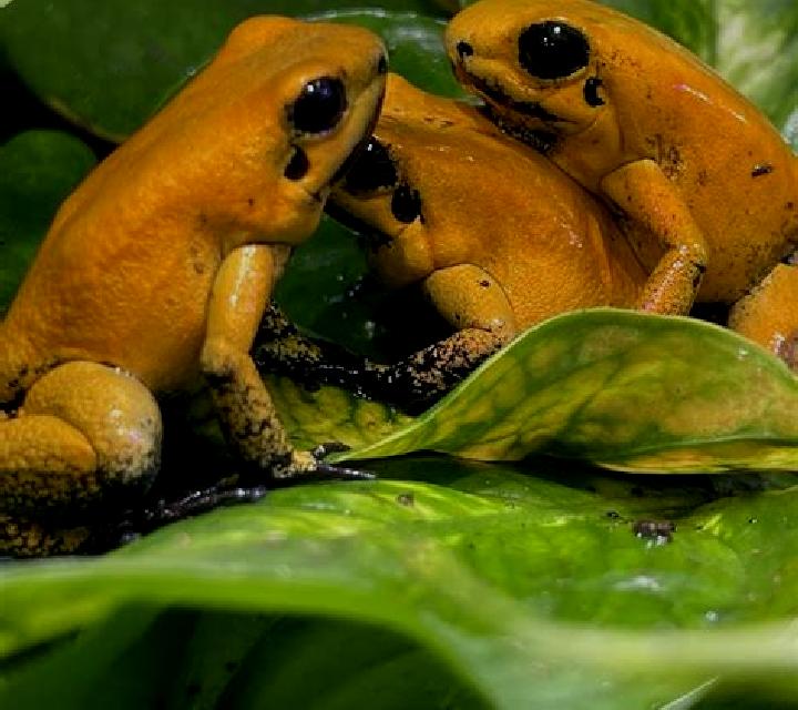 Frogs n Flies 2 online slot