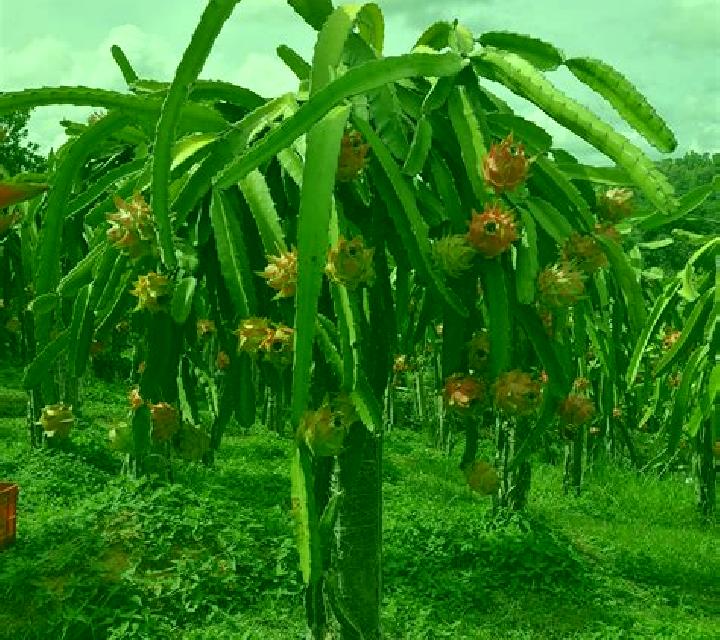 Fruit Farm (Green Tube) slot
