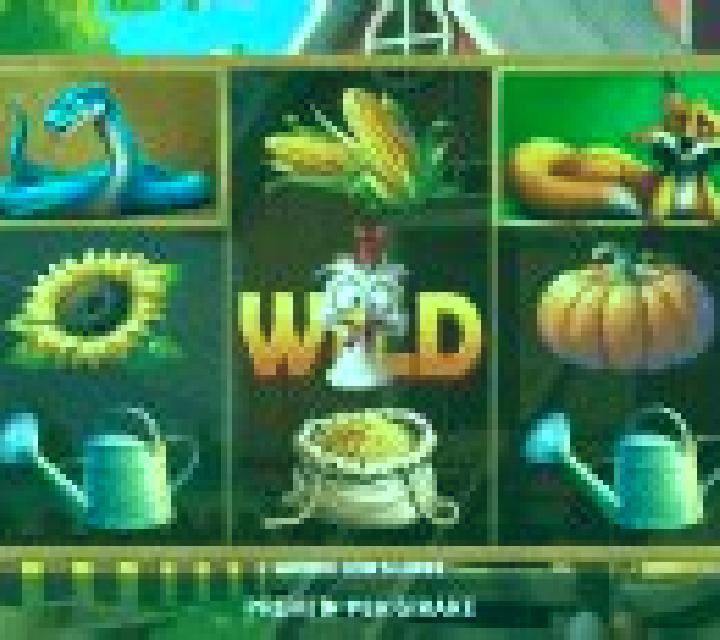 Gallina Pazza slot machine