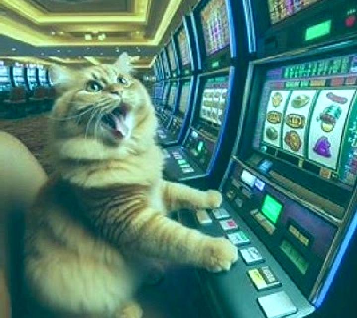Giovanni s Cat slot machine