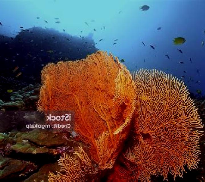 Gorgonia slot