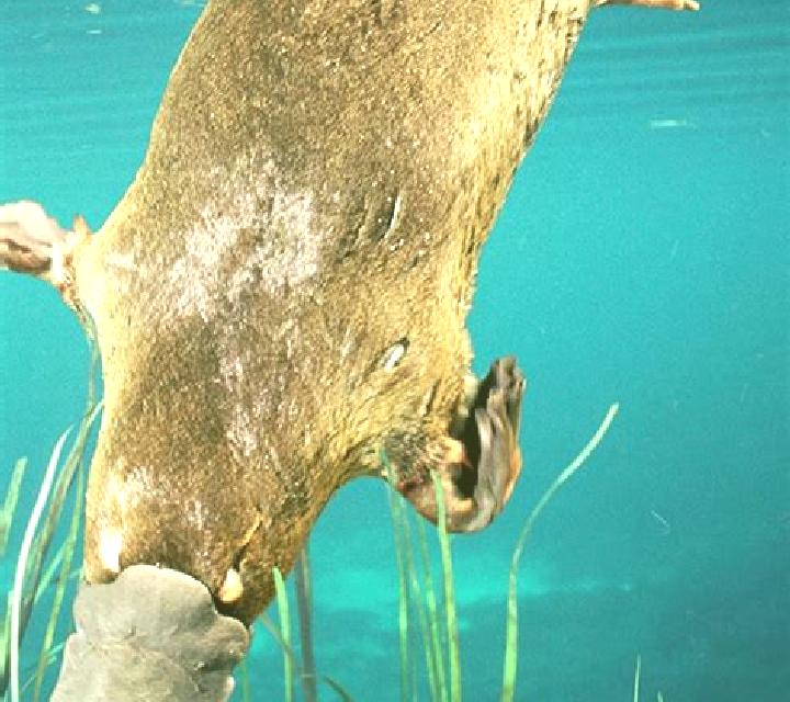 Great Ocean (Platipus) slot