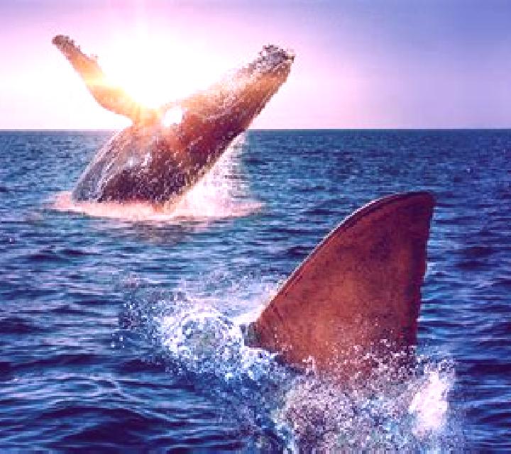 Great Whale online slot