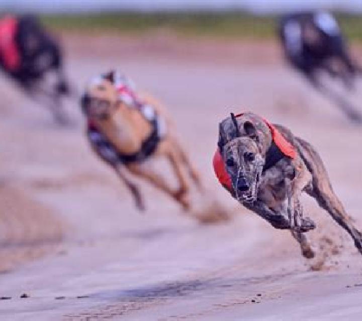 Greyhound Races online slot