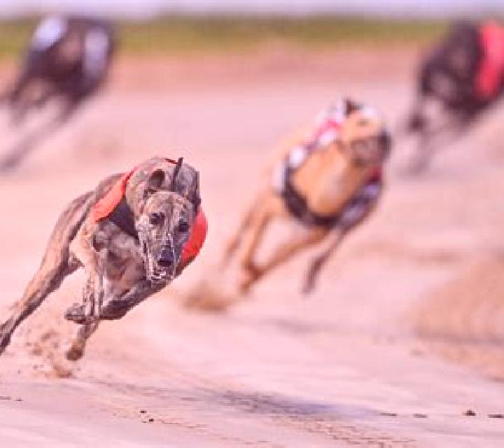 Greyhound Races slot