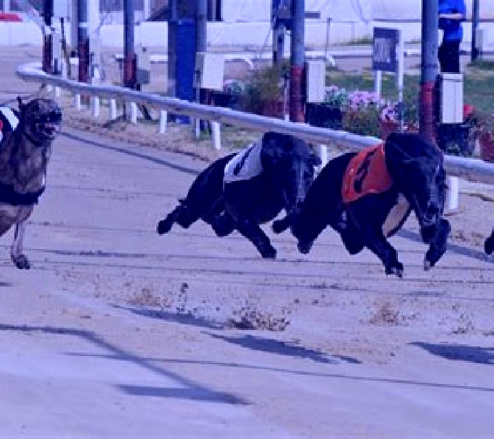 Greyhound Racing (Atlas-V) online slot